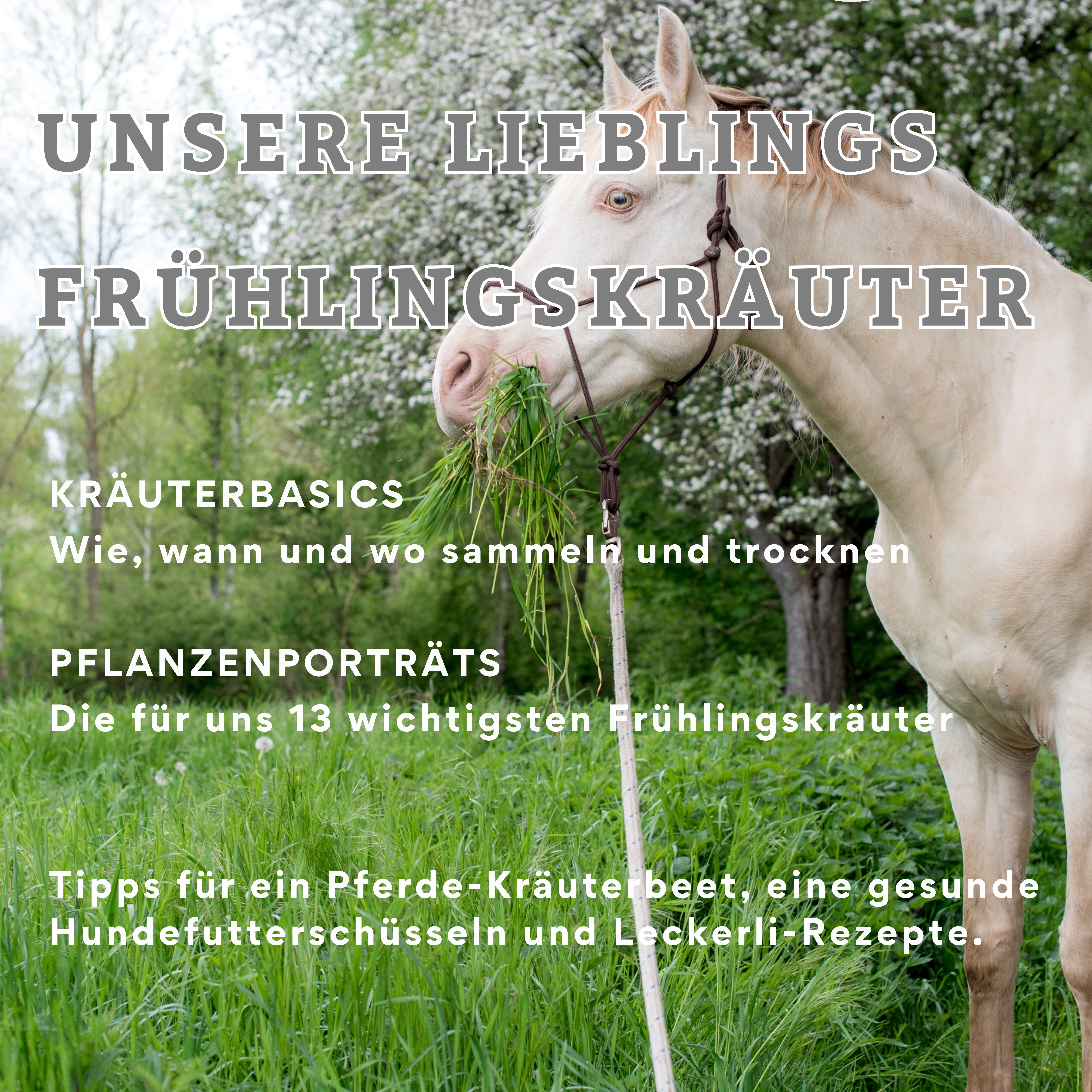 Frühlingskräuter ebook -4403x4403.jpeg