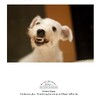 Zahngesundheit für deinen Hund 