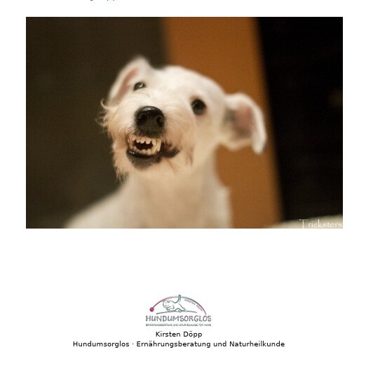 Zahngesundheit für deinen Hund 