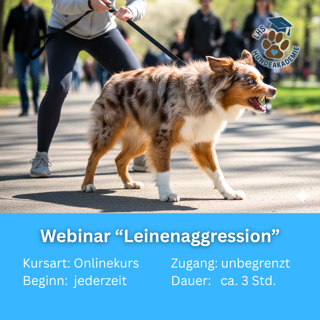 Leinenaggression trainieren