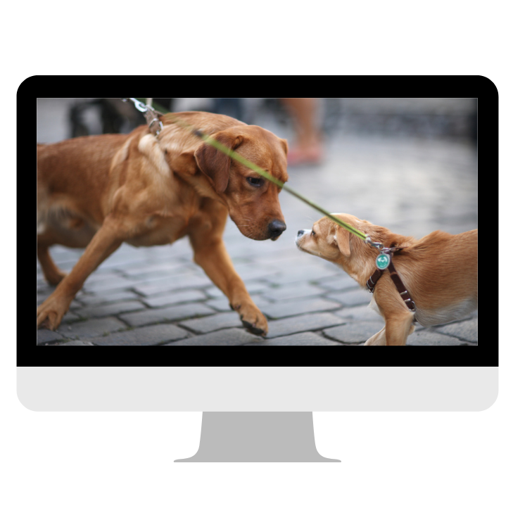 Kein Titel (1000 x 600 px) (1000 x 730 px)(3)-729x729.png