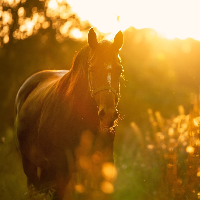 horse-4810484_1280-852x852.jpg