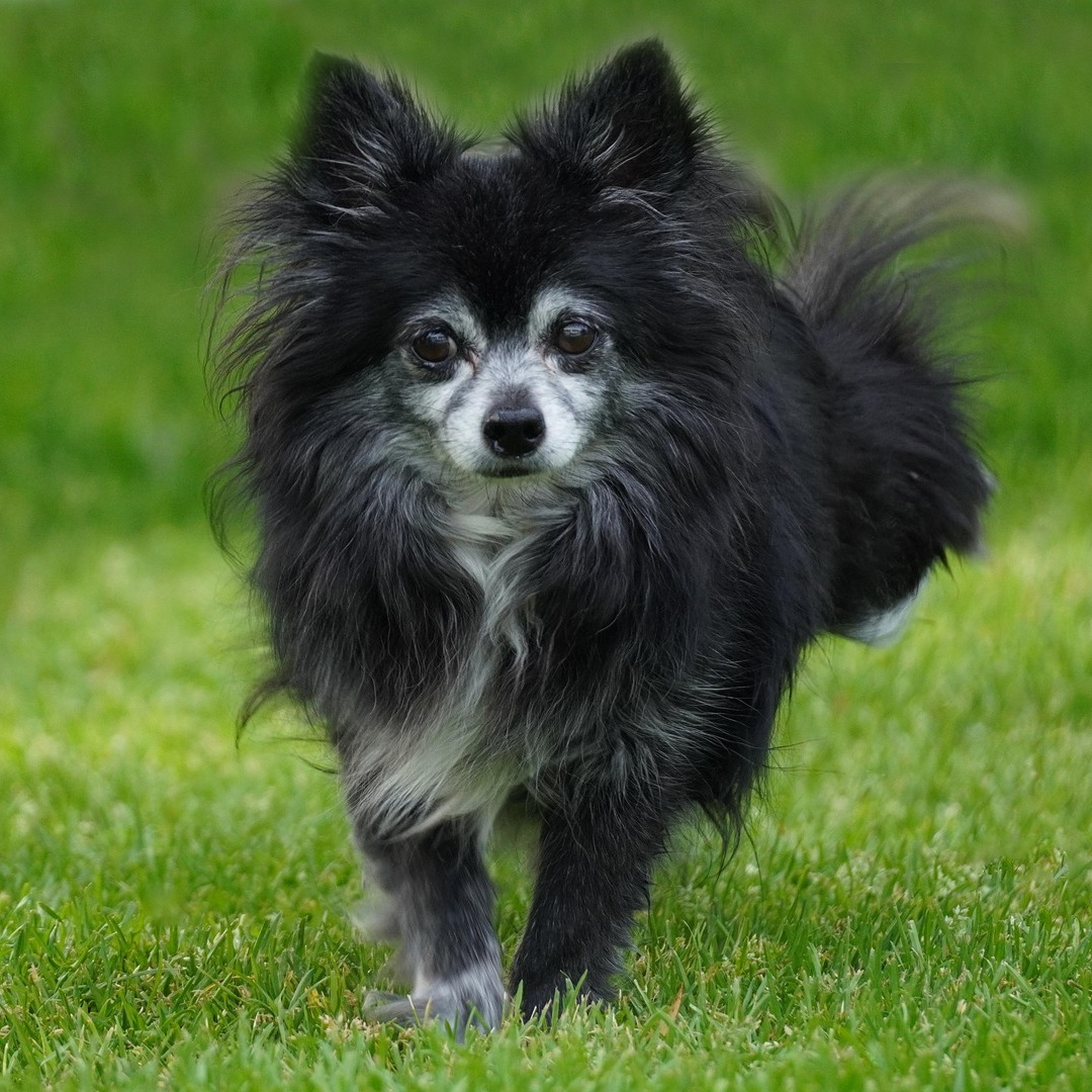 Gesundheitsbewusste Ernährung für Tiersenioren