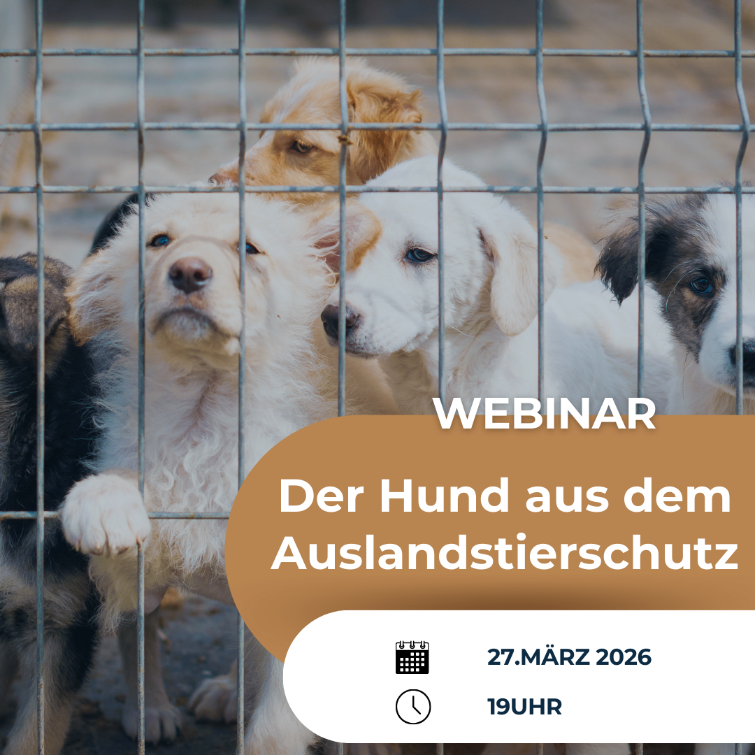Webinar Auslandstierschutz-1080x1080.png