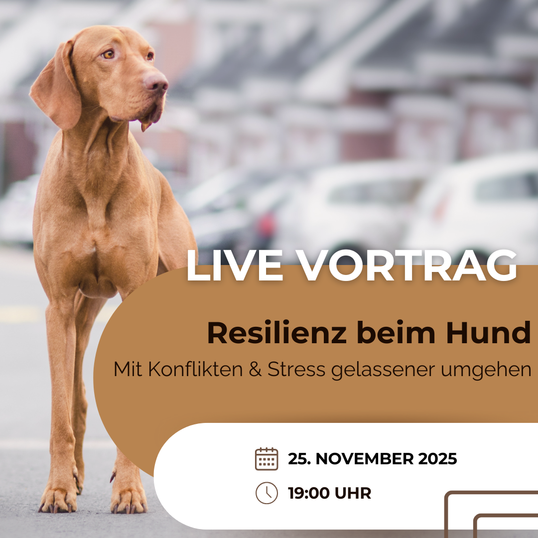 Vortrag Resilienz (1)-1080x1080.png