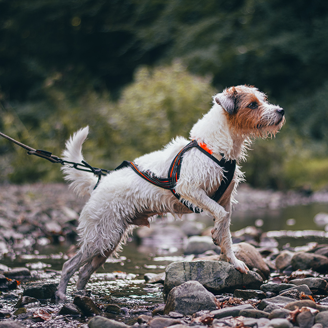 AdobeStock_383011619kl-667x667.jpg