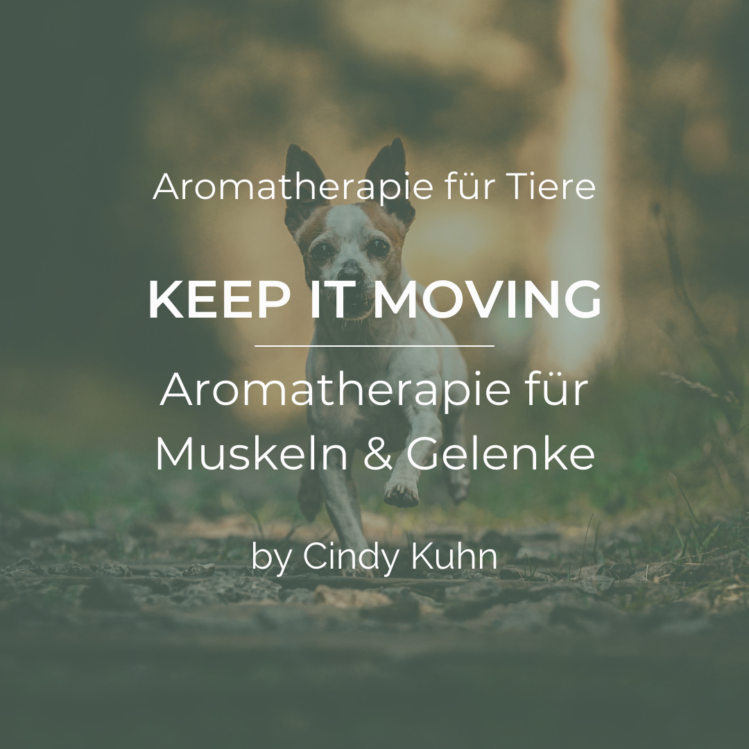 Feuer, Pflanzen, Seelenwärme (8)-1080x1080.png