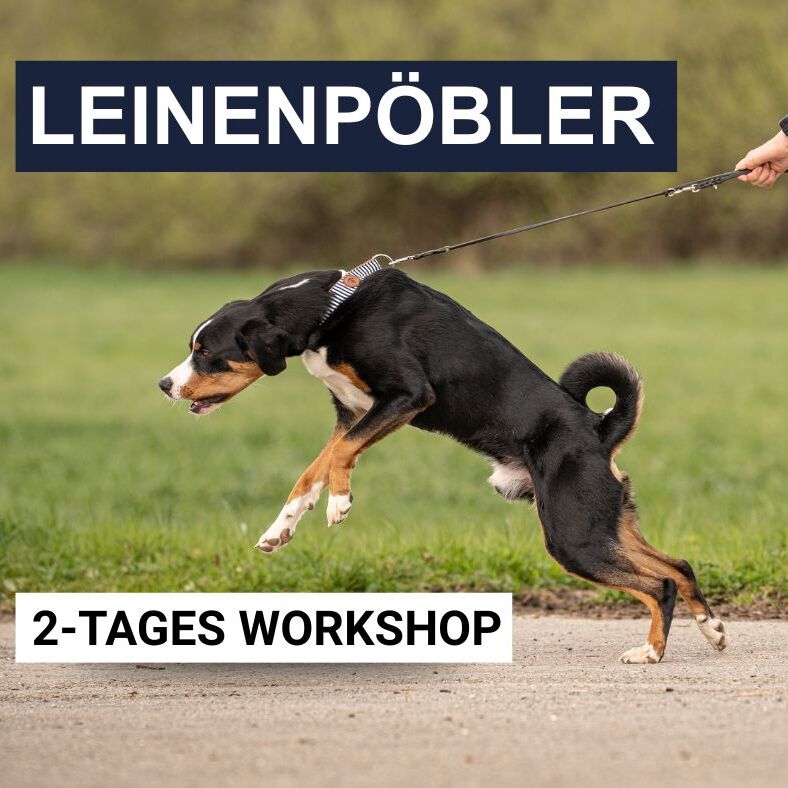 KOSTENLOSER EIGNUNGSTEST Bild 1(5)-788x788.jpg