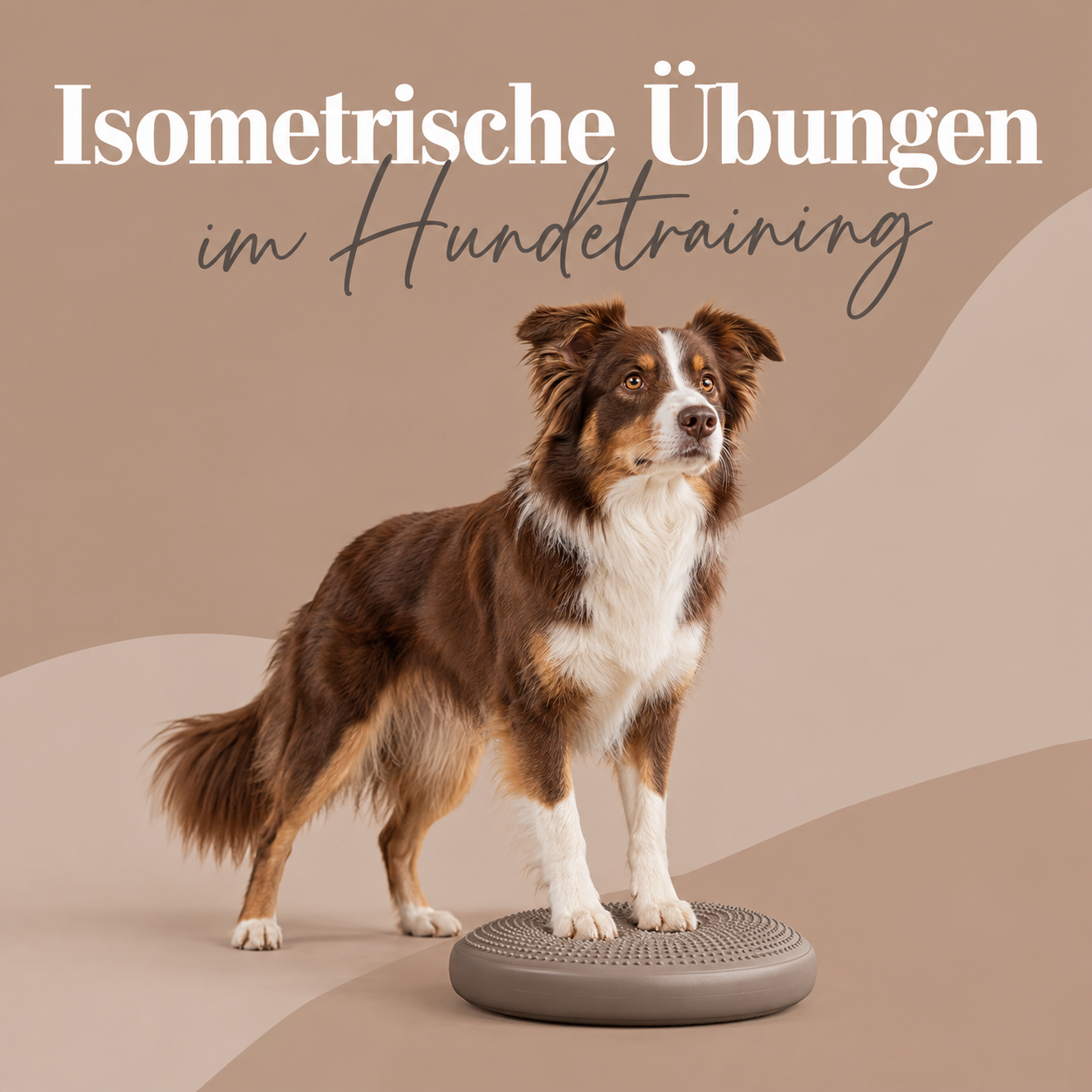 Isometrische Übungen im Hundetraining-1254x1254.png