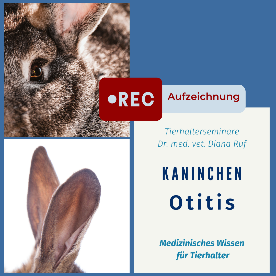 Otitis Aufzeichnung-1080x1080.png