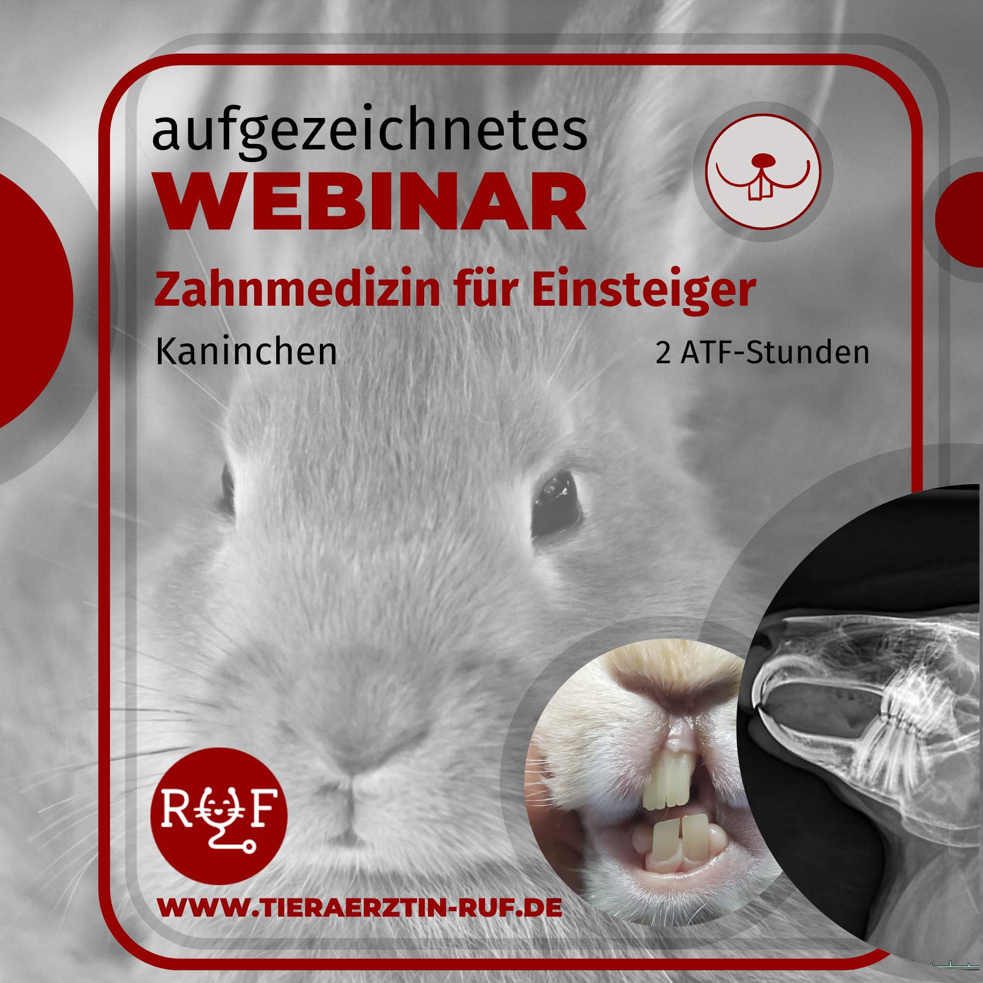 Aufzeichnungen cover 26 zahn kaninchen-2000x2000.png