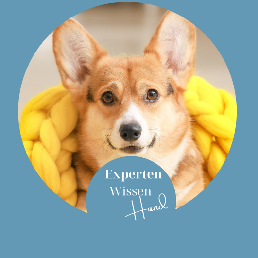 Banner_ExpertenwissenHund_Maxi-531x531.png
