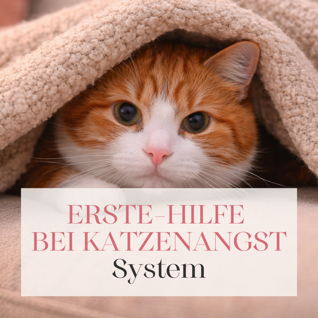 Bezahlseiten Elopage  (4)-1080x1080.png