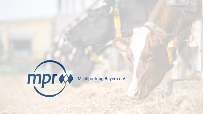 Fressende Kühe im Hintergrund, mpr-Logo im Vordergrund