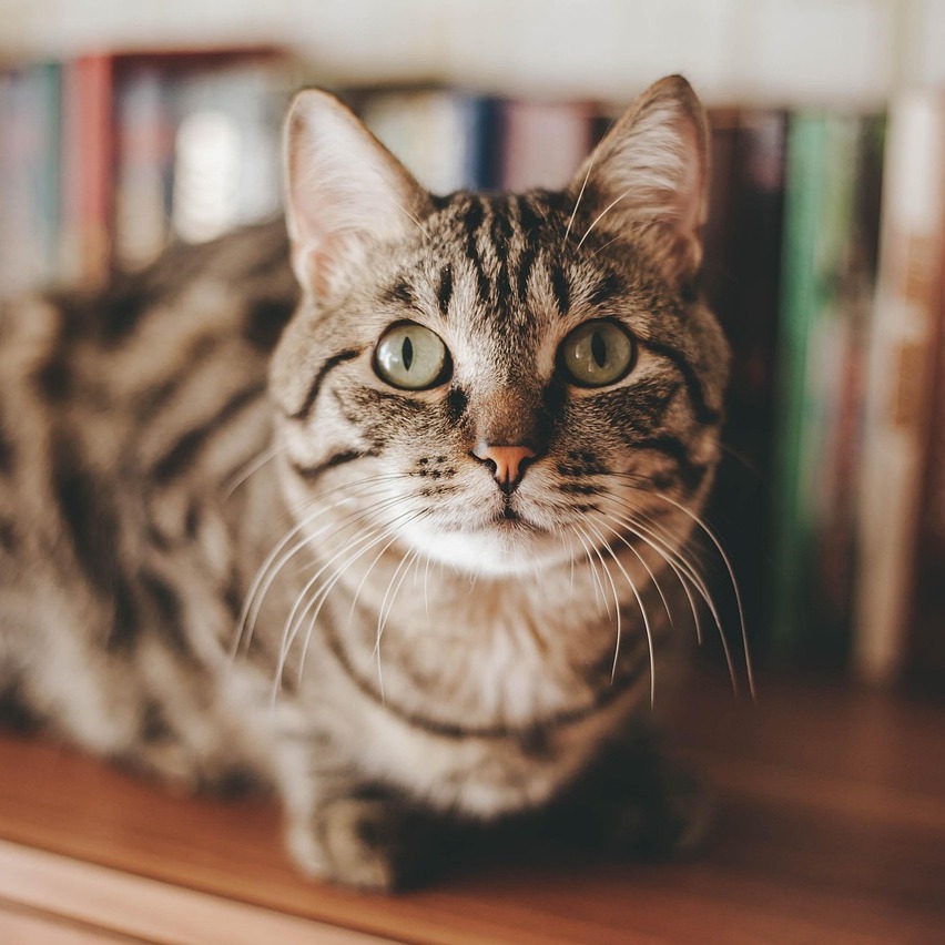 Futterumstellung Katze-852x852.jpg