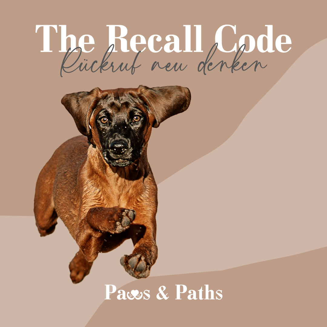 Banner für Rückruf Onlinekurs für Hunde