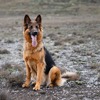 Arthrose bei Hund und Katze: Naturheilkundliche und homöopathische Therapieansätze
