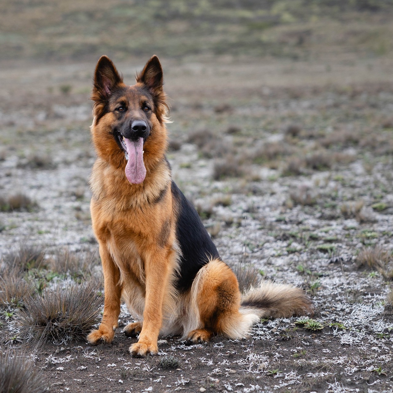 Arthrose bei Hund und Katze: Naturheilkundliche und homöopathische Therapieansätze