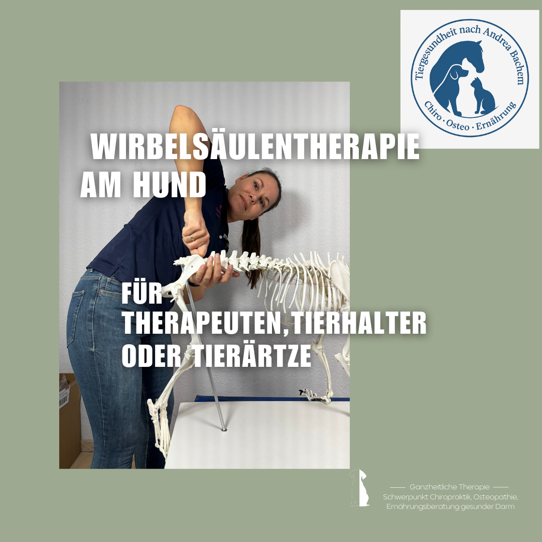 Wirbelsäulentherapie