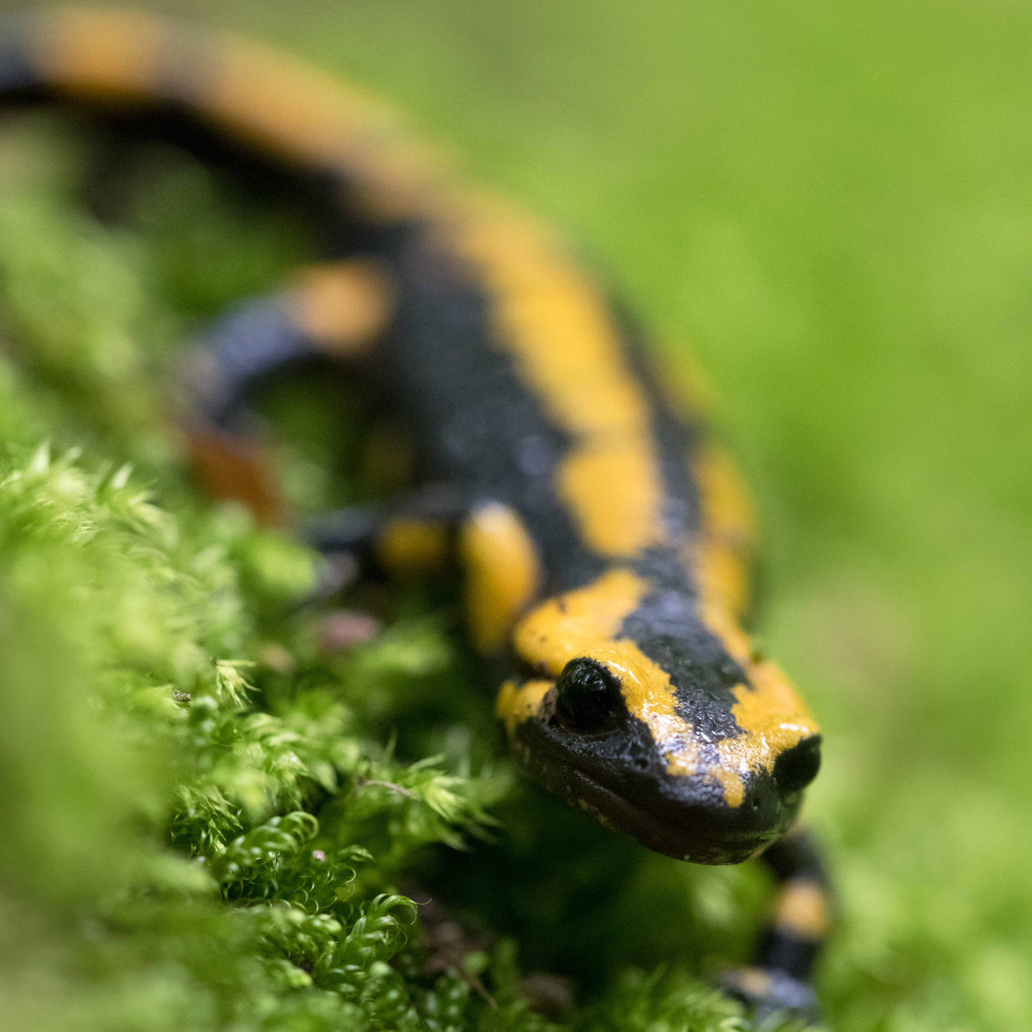 Naturabend-Amphibien-Feuersalamander_Farina_Grassmann_2-4128x4128.jpg