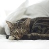 Katze im Bett, sichtliches Schmerzgesicht, Bauchschmerzen, Unwohlsein, Verdauungsbeschwerden 