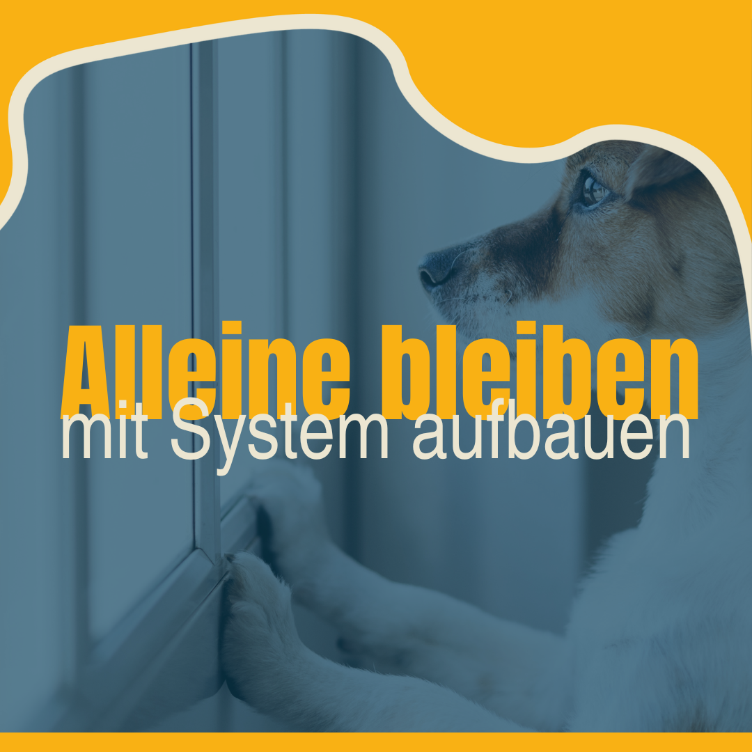 Ablefy-4-1080x1080.png