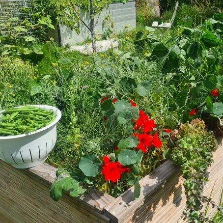 Hochbeet im August mit Kapuzinerkresse
