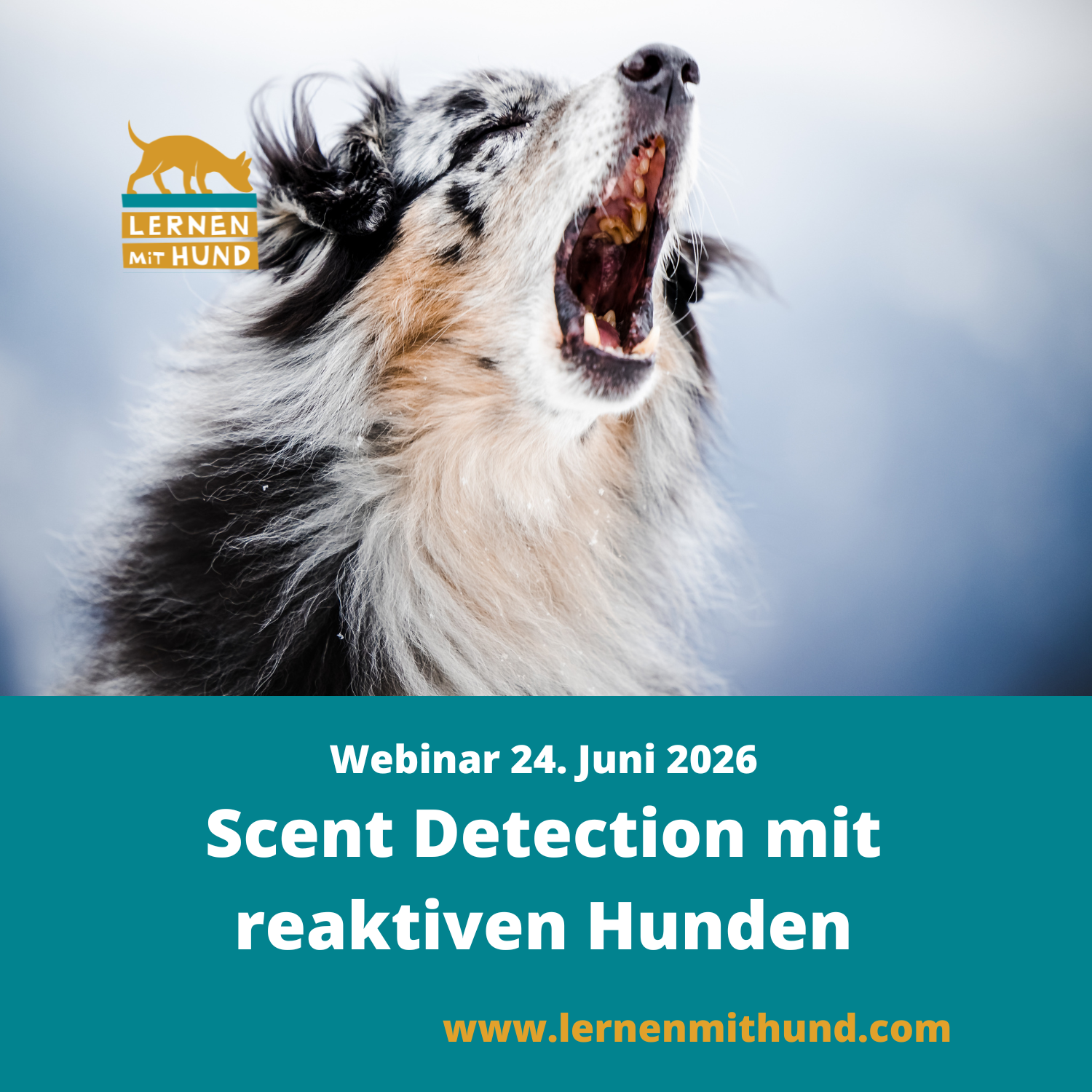 Flyer zum Webinar "Scent Detection mit reaktiven Hunden". Ein Aussie bellt, die Zähne sind zu sehen. 