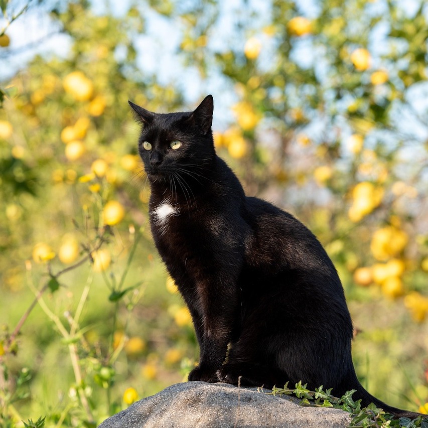 Naturheilkundliche und homöopathische Sommer- und Reiseapotheke für Hund und Katze
