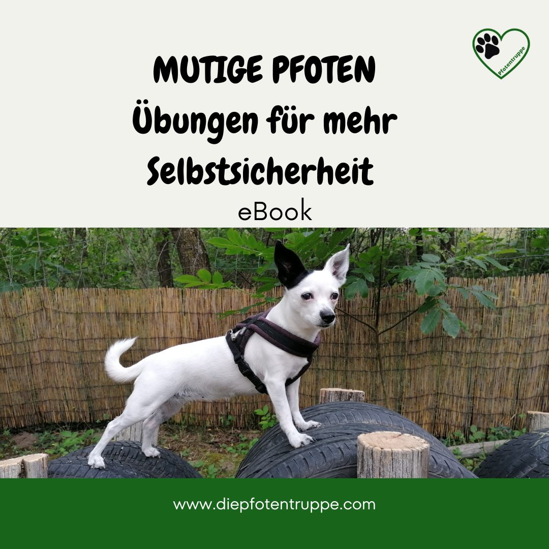Entspannter Jahreswechsel mit Hund-13-1080x1080.png