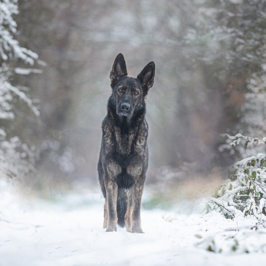 dog-7937282_1280-852x852.jpg