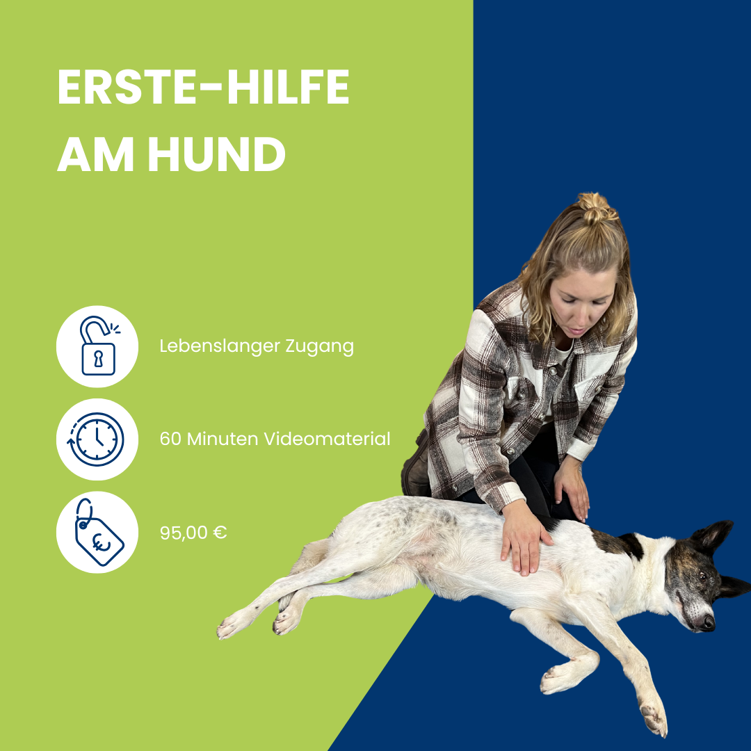 Produkte Hundeseminare Online (1)-1080x1080.png
