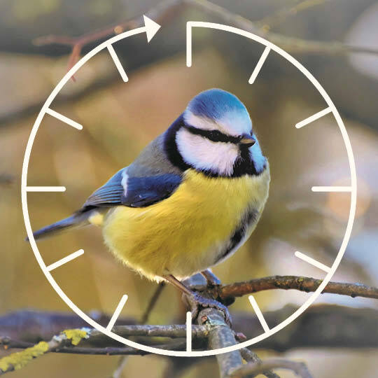 jahresvogelreise_blaumeise2.png-540x540.jpg