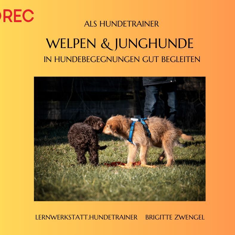 Welpen Junghunde Aufzeichnung Webinar 4-788x788.jpg