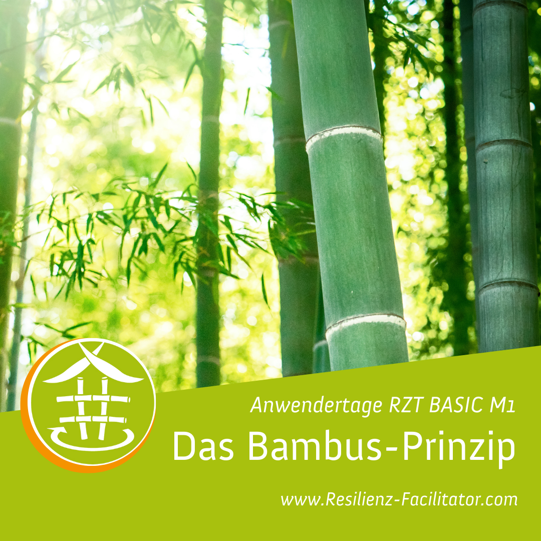 RZT BASICS Anwendertage M1: Das Bambus-Prinzip