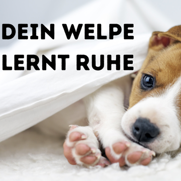 Die erste Nacht - 1 2-360x360.PNG