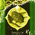 digital-icon