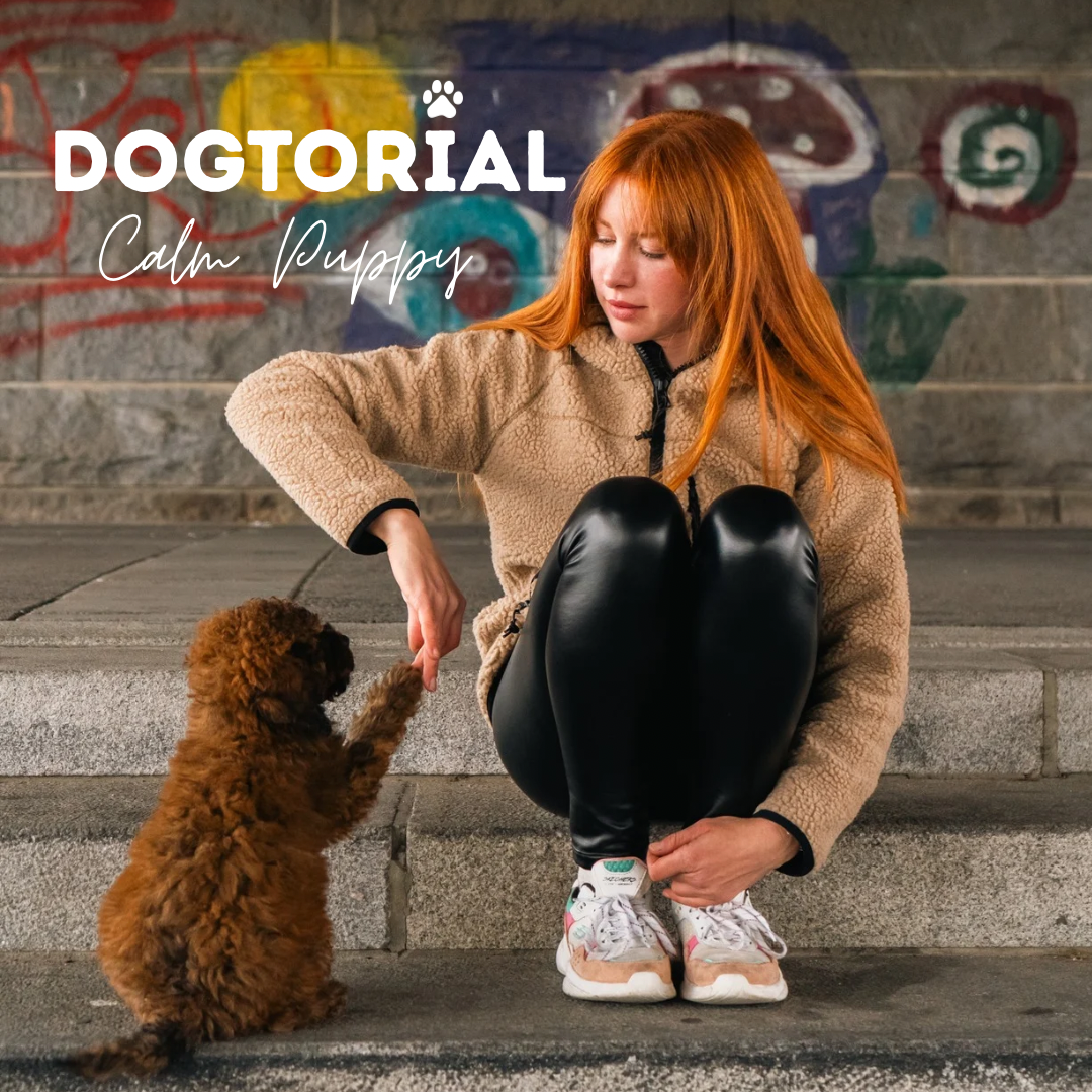 Copy of DOGTORIAL - 1-1080x1080.PNG