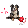 Erste Hilfe für Hunde
