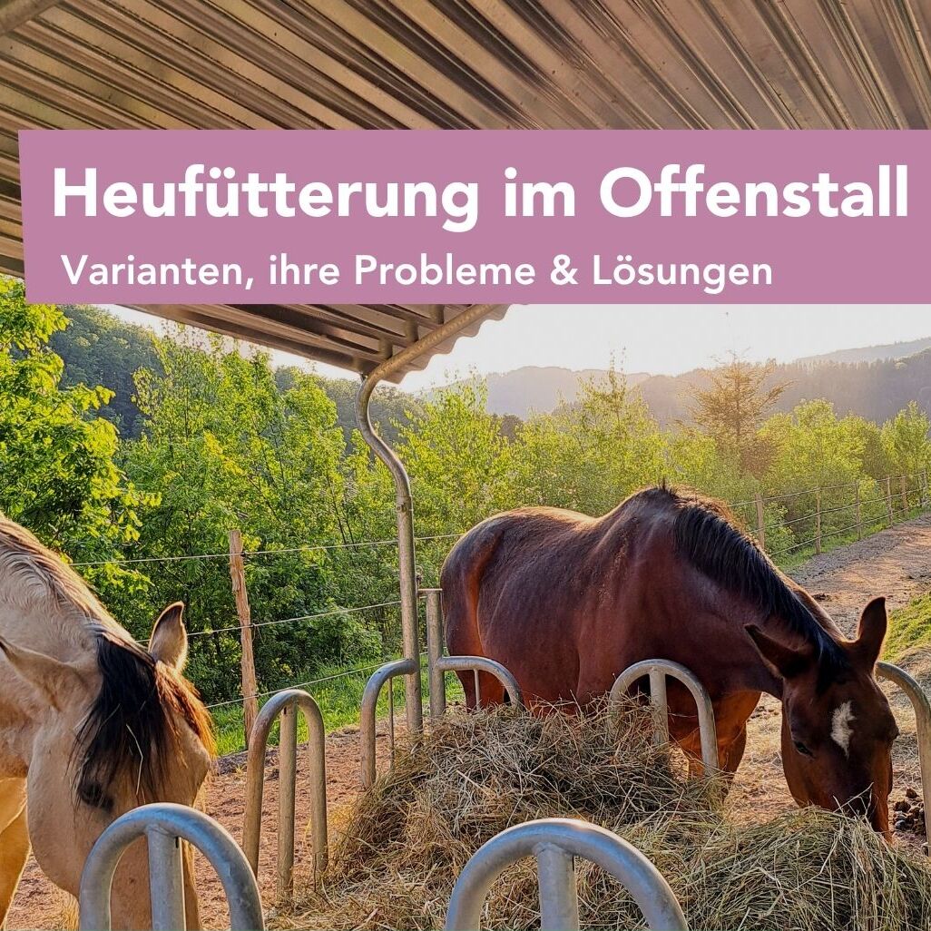 Magen, Lunge & Muskel Insta (Instagram-Post (45)) (1)-1026x1026.jpg