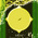 digital-icon