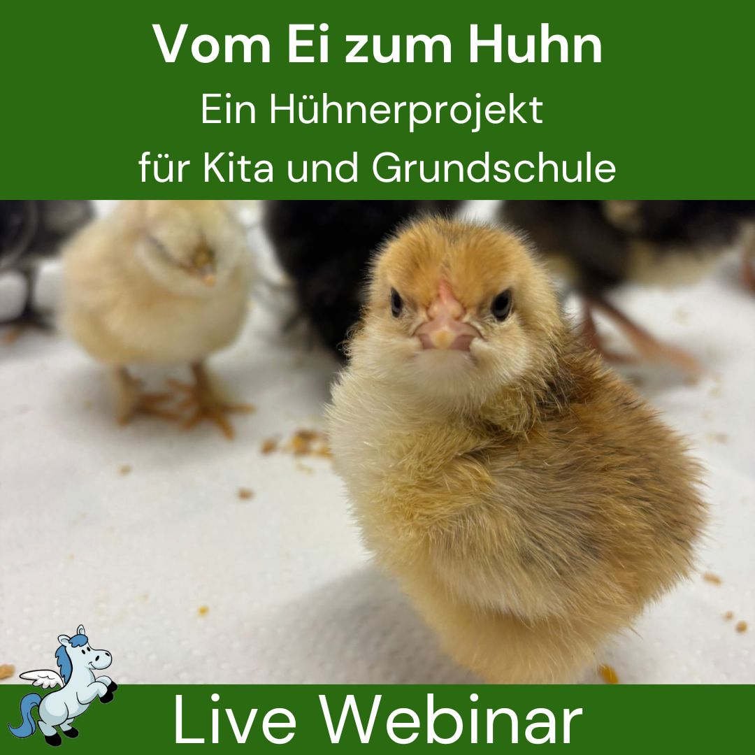 Webinar - vom Ei zum Huhn-1080x1080.png