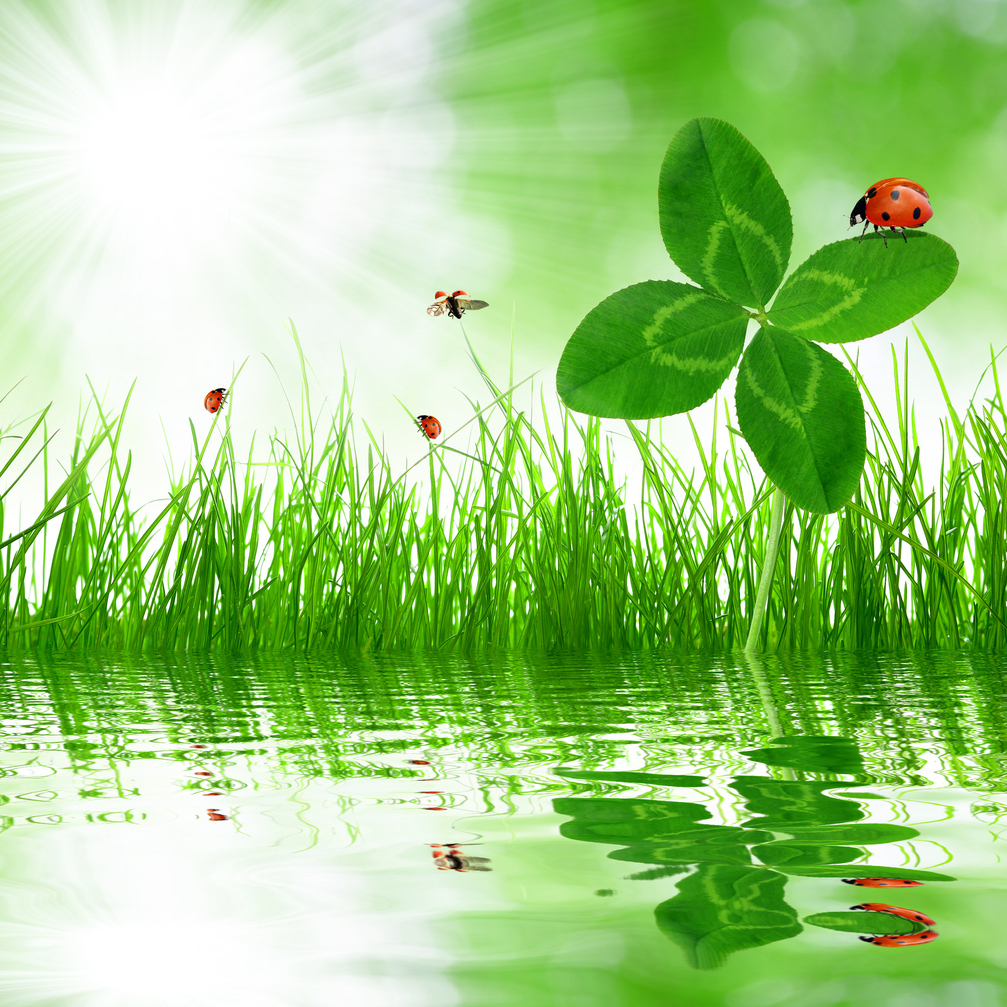Sternenkinder Gruppe online Marienkäfer Kleeblatt Wasser