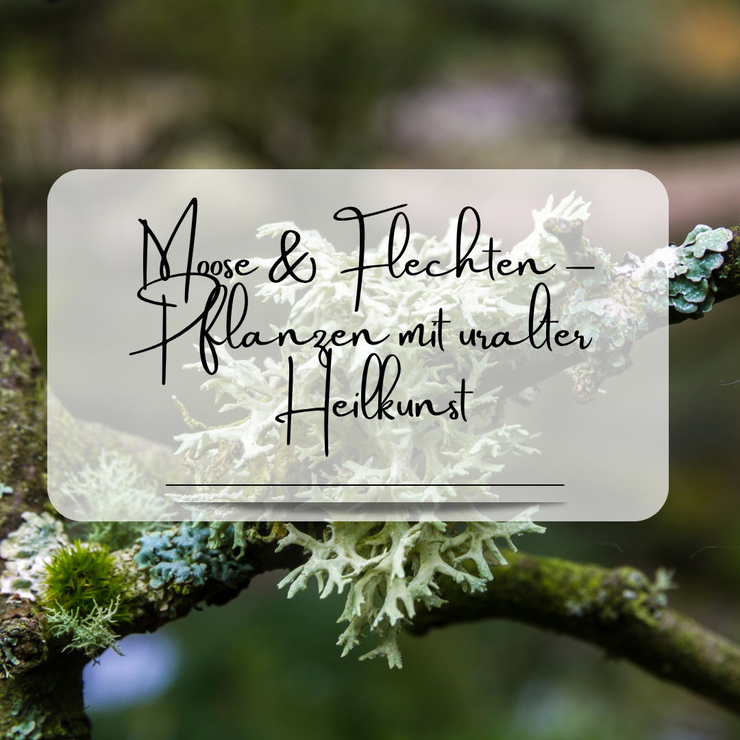 Naturapotheke Kurs Bilder(3)-1080x1080.png