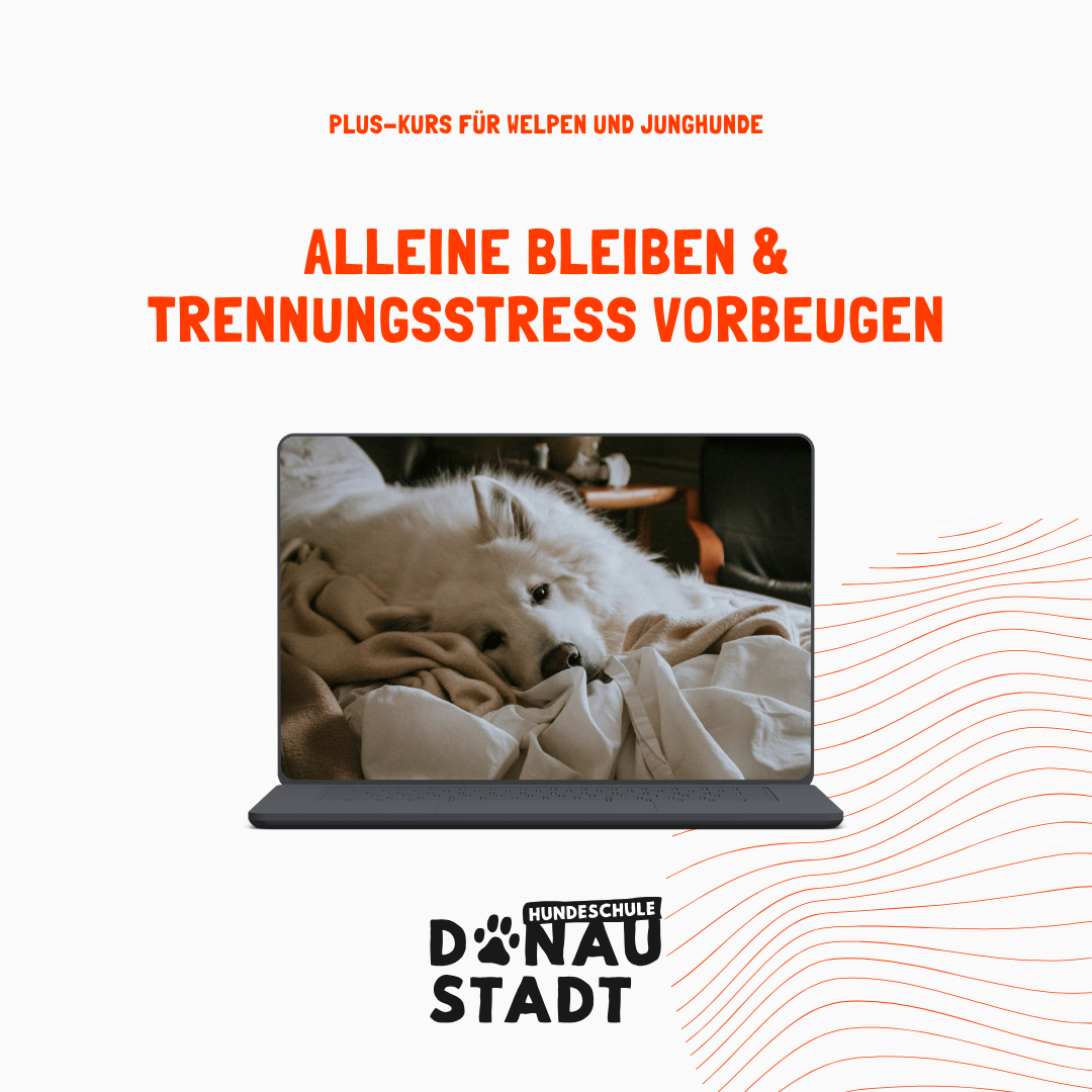 Copy of HSDS-FB-Header (Facebook Post (Square)) (2)-1080x1080.png