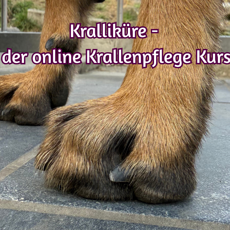 Krallikuere - der online Krallenpflege Kurs-775x775.png