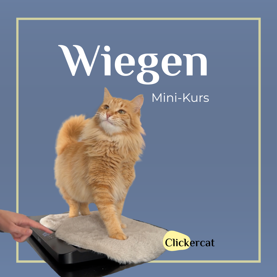 Wiegen Logo Katze auf Waage