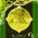 digital-icon