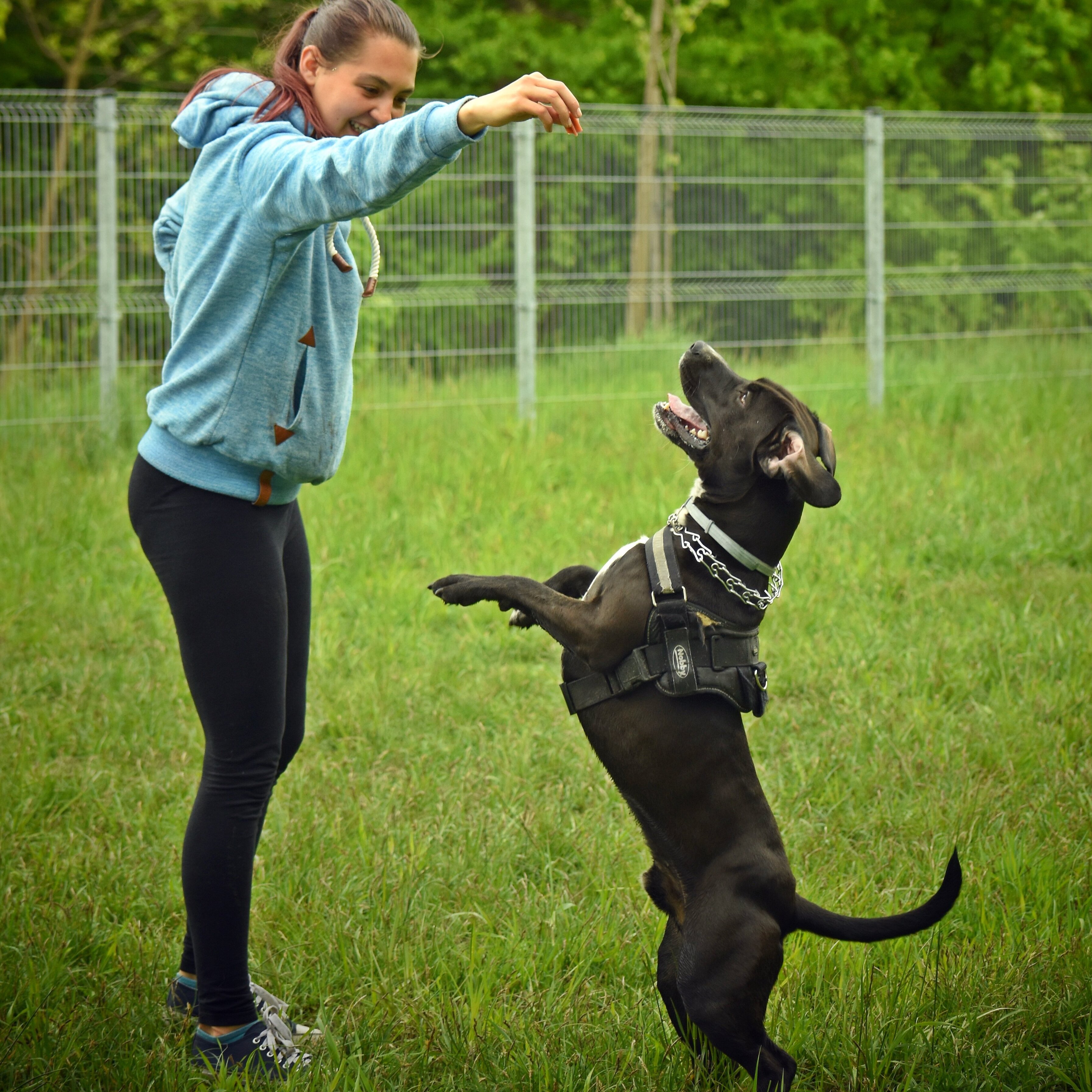 „Ein kraftvoller, glänzend schwarzer Hund in einem Geschirr, der auf einer grünen Wiese voller Lebensfreude an seiner Halteri