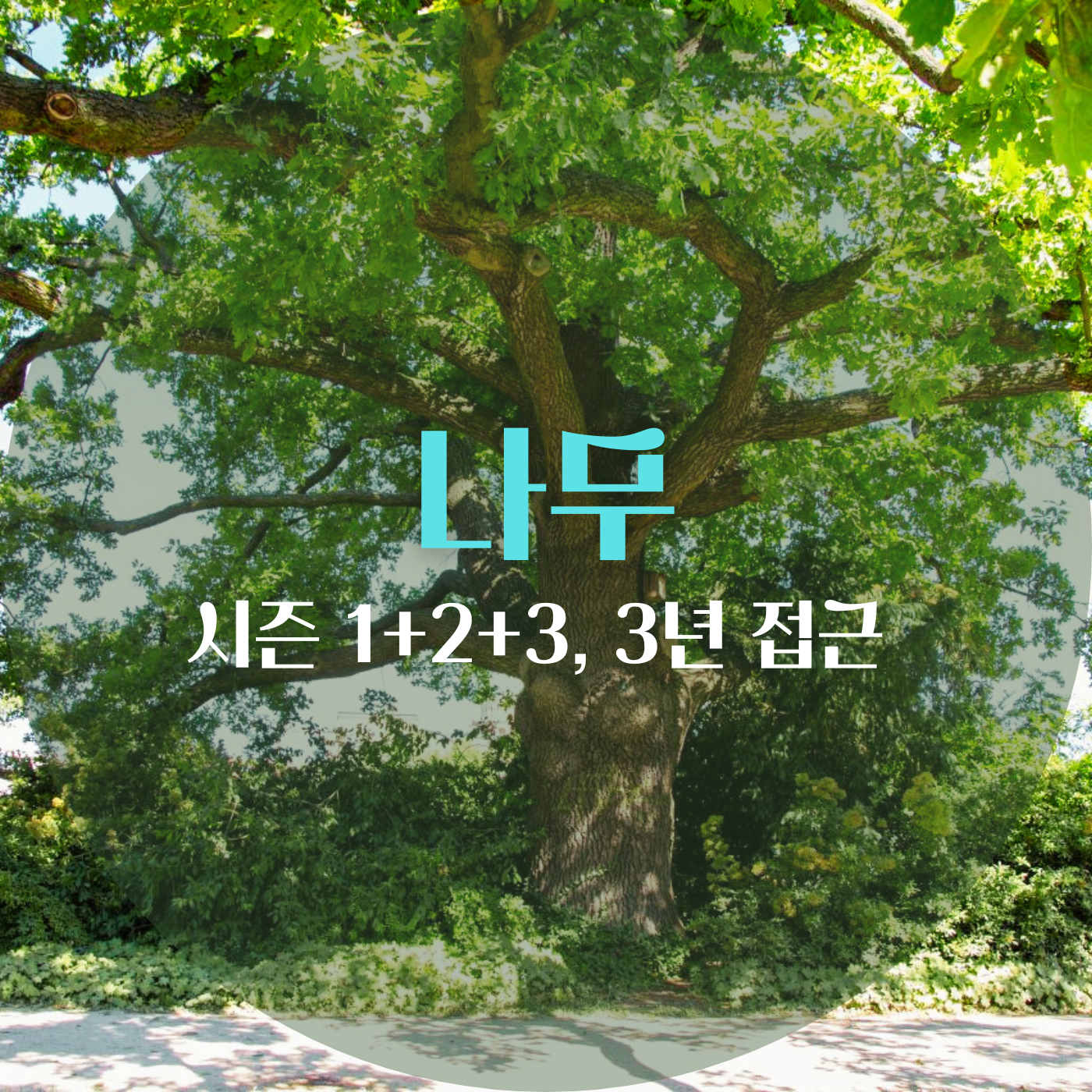 참나무 거목이 가지를 한껏 펼치고 있고 무성한 잎새에 햇살이 환히 비친다